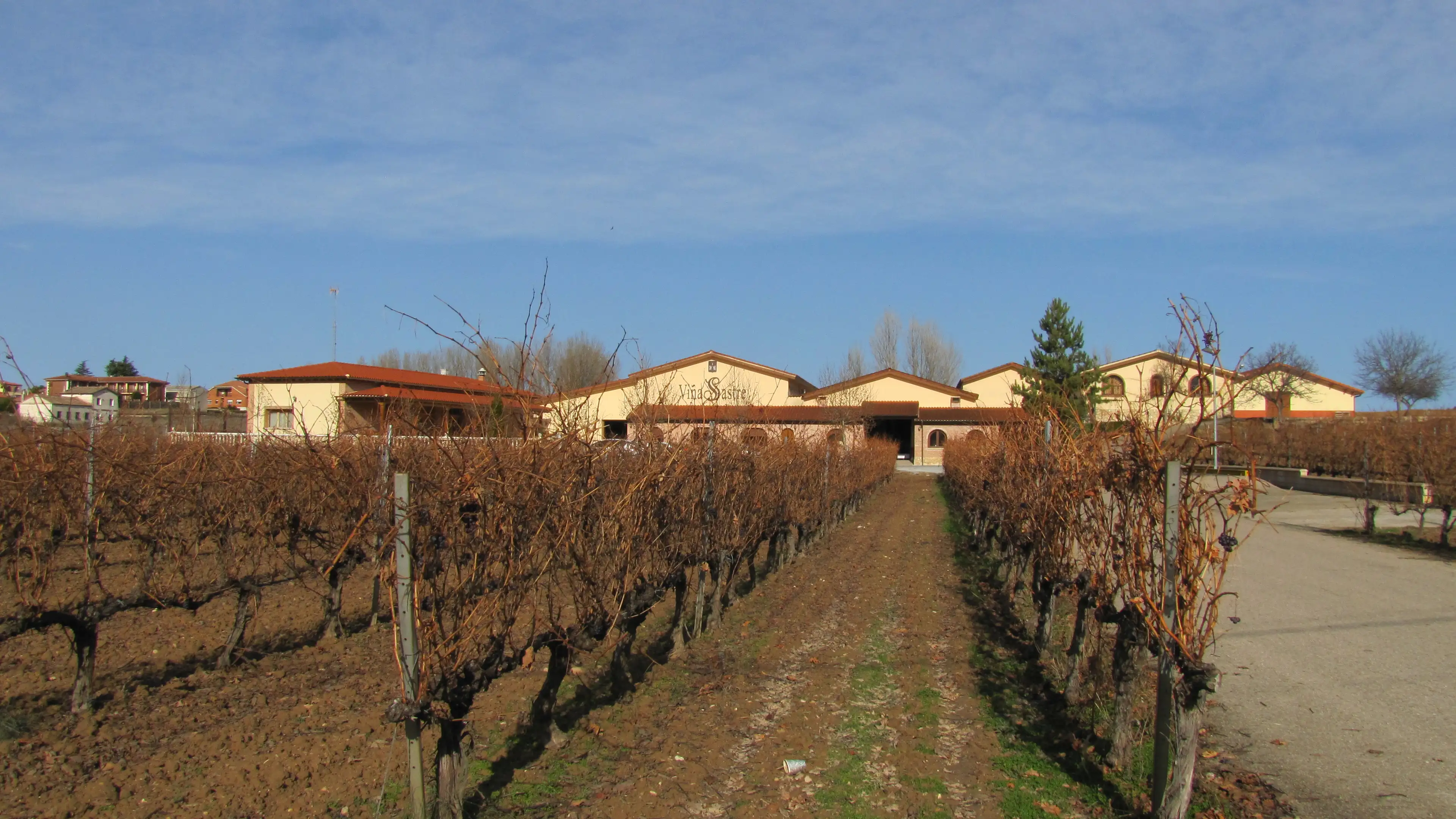 Rows of vines across the Ribera del Duero landscape